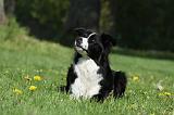 BORDER COLLIE 1035